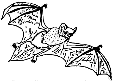 Fledermaus